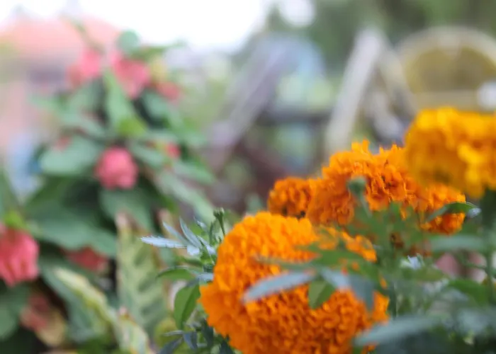 Pension Guide Mount Annapurna Guest House