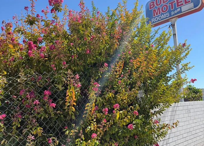 Budget Motel