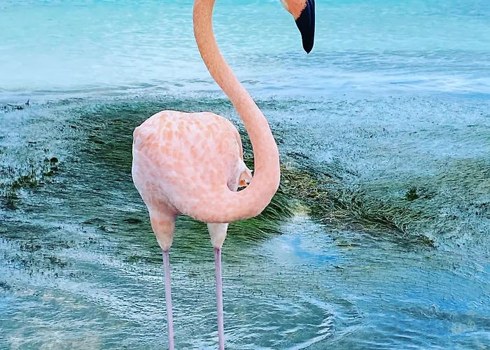 Movida Inn Aruba